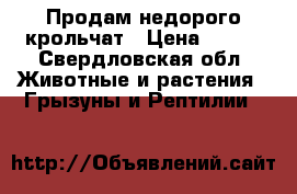 Продам недорого крольчат › Цена ­ 100 - Свердловская обл. Животные и растения » Грызуны и Рептилии   